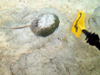 Pithlachascotee Horseshoe Crab