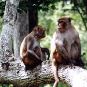 Silver River;Monkeys