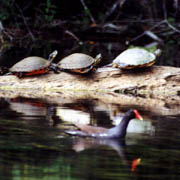 Silver River;Turtles;Moorhen.