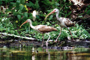 Silver River;White Ibis.