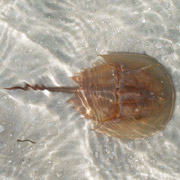 Three Rooker;Horseshoe Crab;Wildlife.