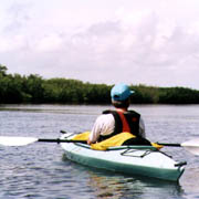 Tampa Bay;UTBP;Mangrove Waterways.
