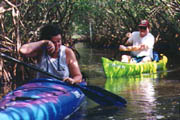 Weedon;Mangrove Tunnels;Paddling