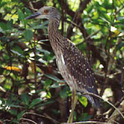 Weedon;Night Heron;Birds