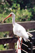 Weedon;White Ibis