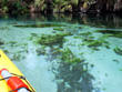 Weeki Wachee Crystal Clear Water