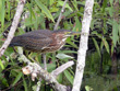 Weeki Wachee Little Green Heron