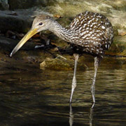 Wekiva River / Rock Springs Run;Wildlife;Animals;Limpkin.