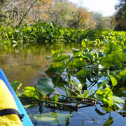 Wekiva River / Rock Springs Run;Plant Life;Plants;Hyacinths;Maple Tree.