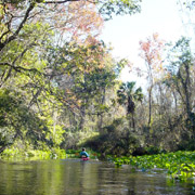 Wekiva River / Rock Springs Run.