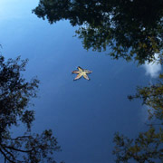 Withlacoochee River;Alien Spacecraft?;Blackwater.