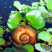Withlacoochee River;Cinnamon Bun?;Snail;Florida Apple Snail.