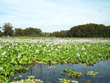 Withlacoochee River Water Lilies