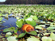 Withlacoochee River Lilies and Snail