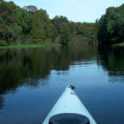 Withlacoochee River;Forest.