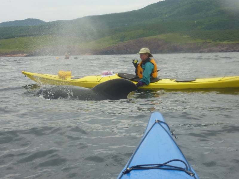 little trip kayak report island tybee