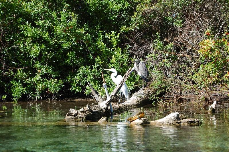  Wachee River (Canoe Rental to Rodgers Park) Report - Green Wave Forum