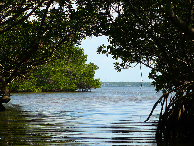 Caladesi Island Dunedin Causeway Report Green Wave Forum