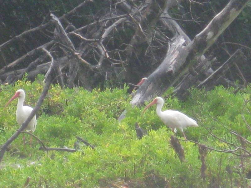 Coupon bight state aquatic preserve