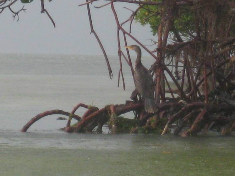 Coupon bight aquatic preserve fl
